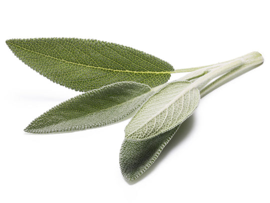 Sage Leaf Extract